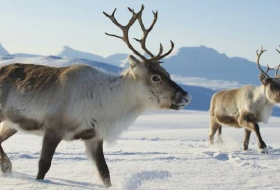 Scientists say climate change is causing reindeer in the Arctic to shrink 